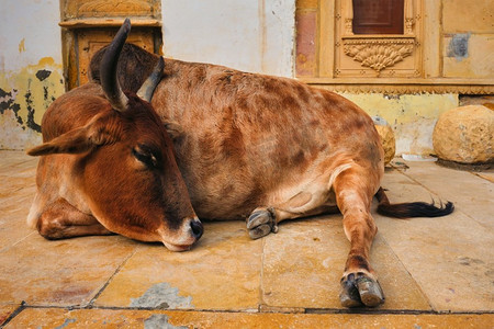 奶牛休息摄影照片_睡在街上的印第安人奶牛。牛在印度是一种神圣的动物。印度拉贾斯坦邦贾西尔默堡。在街上休息的印度牛