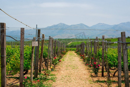 葡萄园与玫瑰作为植物健康指标的葡萄行。希腊克里特岛。葡萄园