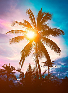棕榈轮廓反对天空在日落。棕榈日落