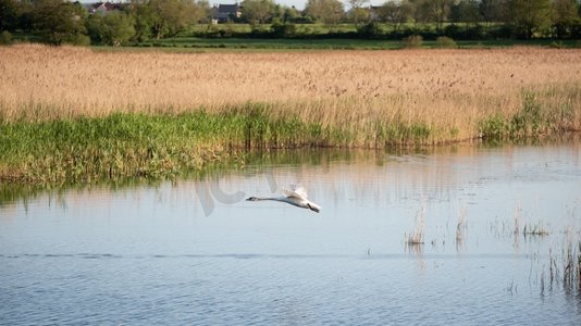 鄱阳湿地公园摄影照片_在春天的湿地景观上飞行的一小群沉默天鹅天鹅