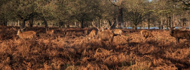 发光鹿角摄影照片_红鹿群的史诗图像在发光的金色黎明阳光的鹿Elaphus在森林景观场景与惊人的光 