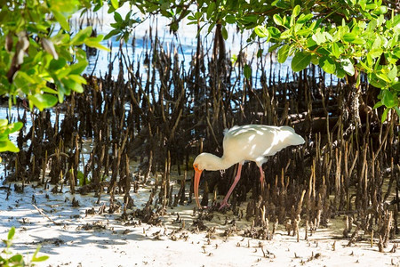 法案摄影照片_White Ibis in a Everglades National Park，美国，佛罗里达