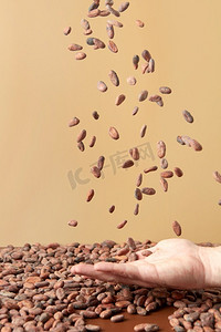 作物男性手投掷堆生的未剥皮的可可豆在空气在浅棕色背景。一把有机可可豆