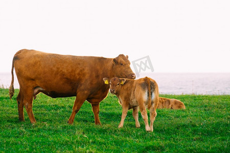 宁静的场景摄影照片_奶牛和小牛在草地领域。宁静的乡村场景..牧场上的奶牛