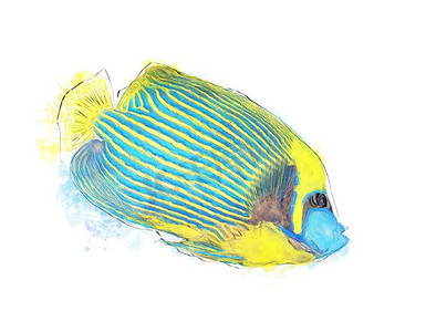 皇帝神仙鱼水彩图像在白色背景。五颜六色的热带鱼
