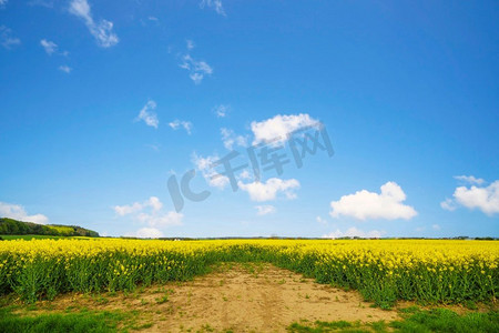 培养摄影照片_干土壤在一个油菜籽领域在一个农村景观在一个夏天与蓝天