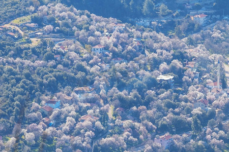 从高处俯瞰村里盛开的杏树