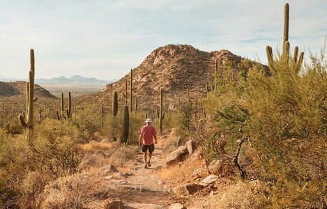 大Saguaro仙人掌在一个山，亚利桑那州，美国