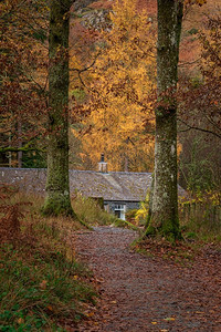 美丽的秋季森林景观--林中小屋被高大的金色树木环绕
