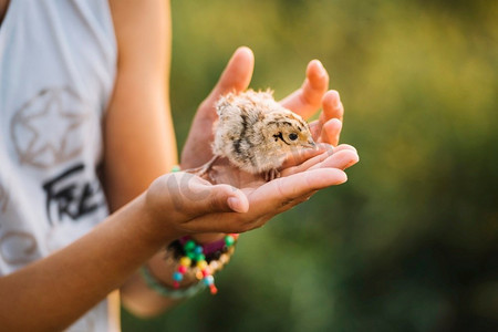 特写手拿着普通的野鸡小鸡日本飞鼠仓鼠