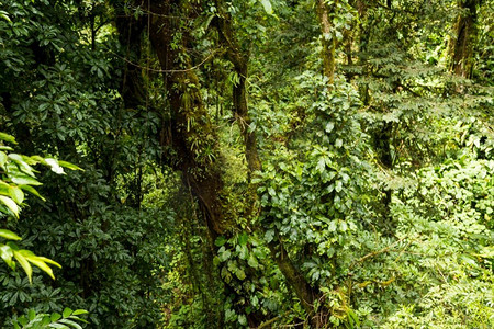 热带森林哥斯达黎加阴雨天气
