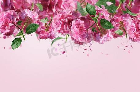 鲁绣摄影照片_与粉红色绣球花、绿色叶子和落花瓣的花边界在浅玫瑰背景。  前视图与复印空间。