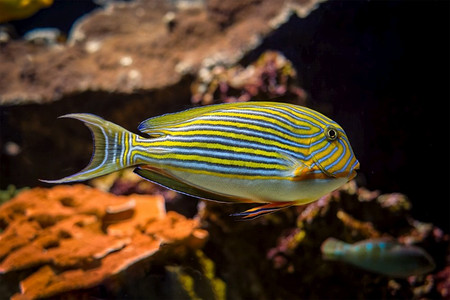 衬的外科鱼尾鱼线鱼水下在海与珊瑚在背景。衬里surgeonfish anjururus lineatus鱼水下在海