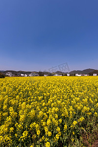 罗平春季油菜花