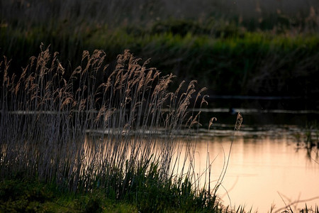 萨默塞特郡湿地上有花粉和昆虫的湿地，在夕阳不落的时候，空气中有花粉和昆虫，感觉美丽的夏季日落景观