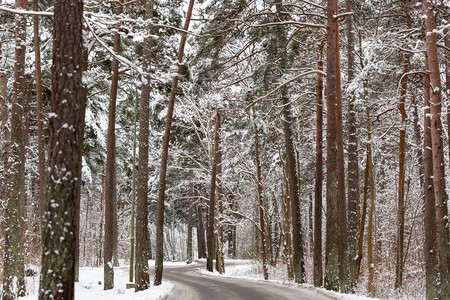 冬天，自然和季节的概念—道路在雪松林。雪松林中的冬季道路