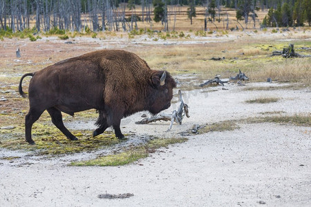 美国黄石国家公园的野生野牛
