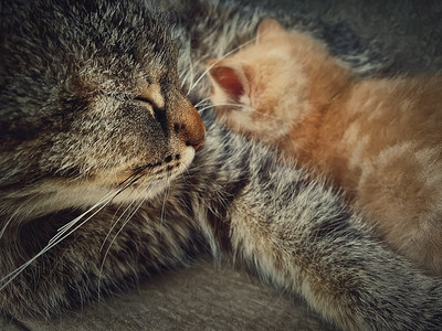 橙色爱心摄影照片_关怀和温柔的母亲猫母乳喂养她的小橙色小猫