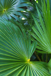 近距离拍摄深绿色热带棕榈叶