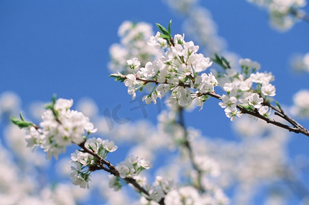 春天盛开的白花苹果树在晴朗的日子里映衬着蓝天，特写是大自然中的宏图。电影摄影