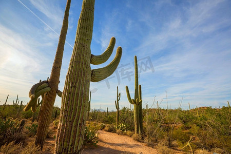 大Saguaro仙人掌在一个山，亚利桑那州，美国