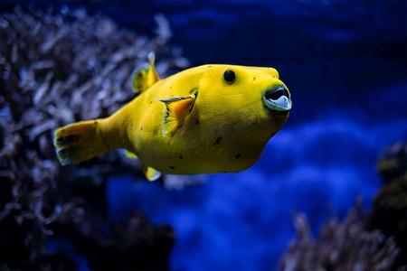 黄色的Arothron tagris，金色的河豚豚鼠河豚水下在印度太平洋。黄金色河豚豚鼠河豚水下