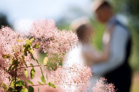 在盛开的玫瑰花丛后面的背景中模糊的新婚夫妇