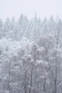 简单风景摄影照片_雪覆盖的树的美丽的简单风景图象在冬天雪落在洛蒙德湖海岸在苏格兰