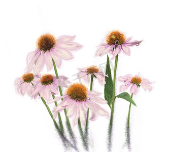 数字水彩画的粉红色雏菊花在白色背景