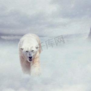 大北极熊走在雪地上