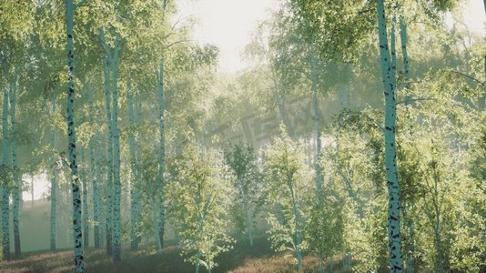 桦树林摄影照片_早晨阳光下的桦树林
