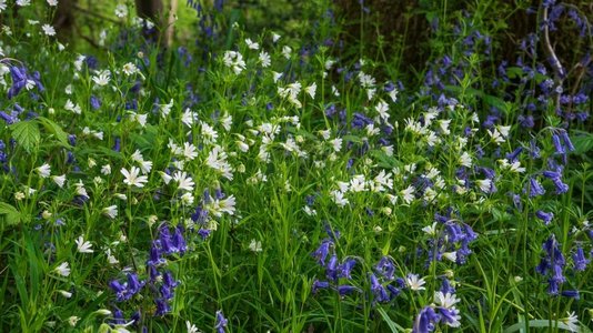 令人叹为观止的壮观的春天风信子森林日出在英国乡村风信子非Scrita