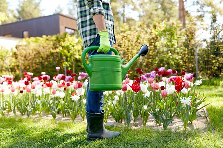 花朵与园丁摄影照片_园艺与人的理念--人在花园中用水壶和郁金香花朵特写。花园里拿着水壶和郁金香花的男人