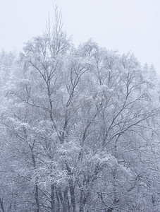 雪覆盖的树的美丽的简单风景图象在冬天雪落在洛蒙德湖海岸在苏格兰