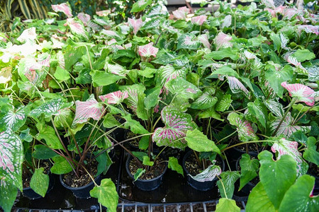 caladium 双色叶植物,花园盆栽观赏植物中的彩色叶子,各种叶植物的