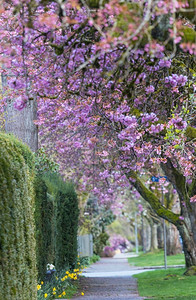 樱花樱花盛开的小巷在街上