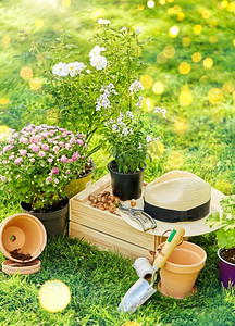 园艺和种植概念—园艺工具，木箱和花盆在夏季。夏天的园艺工具、木箱和鲜花