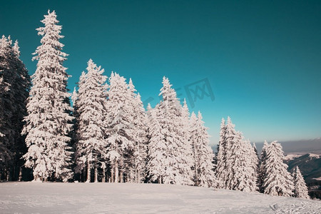 惊人的冬季景观与雪冷杉树