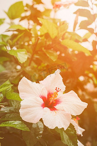 红色花卉摄影照片_近距离芙蓉花植物