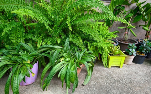 自然植物树上的叶观赏植物,花园中生长的多种绿色植物装饰前花园杂色