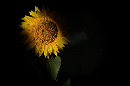 黑色背景下工作室向日葵拍摄的细节向日葵葵花