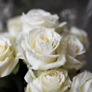 玫瑰瓣飘零摄影照片_白色玫瑰