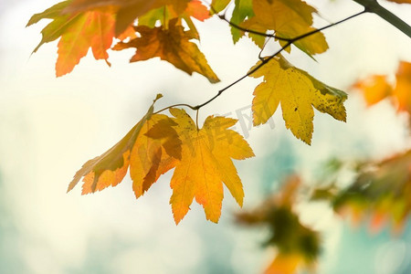 适合升班的背景摄影照片_秋天的时候五颜六色的黄色叶子。特写镜头适合背景图像。