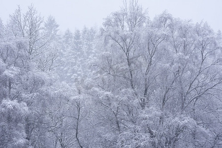 雪覆盖的树的美丽的简单风景图象在冬天雪落在洛蒙德湖海岸在苏格兰