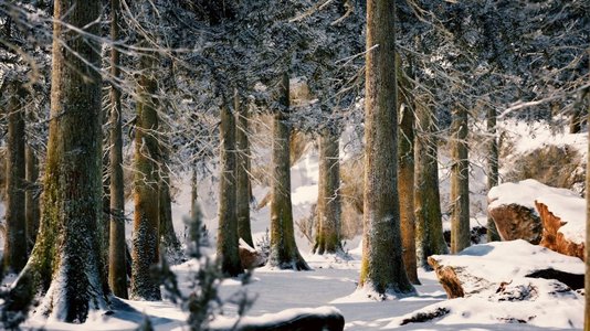 晴天的冬日平静的森林