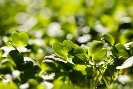 生长在盆栽健康生态食品中的微型蔬菜盆栽植物植物