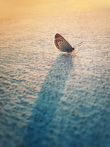 水火对抗摄影照片_东尾蓝蝴蝶在石灰墙上。来自Lycaenidae科种的小翅昆虫Cupido comyntas对抗温暖的日落光束