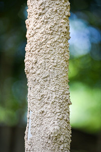 白蚁窝，白蚁木树杆在自然 