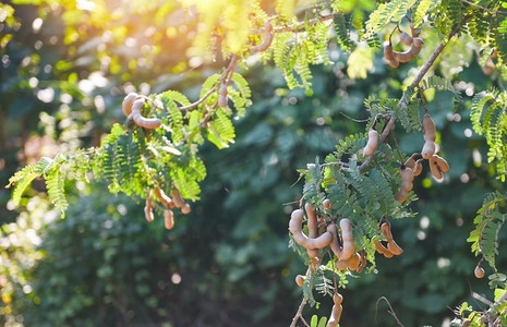 罗望子树，成熟的罗望子果实在树有叶子在夏天背景，罗望子种植园农业农场果园热带花园
