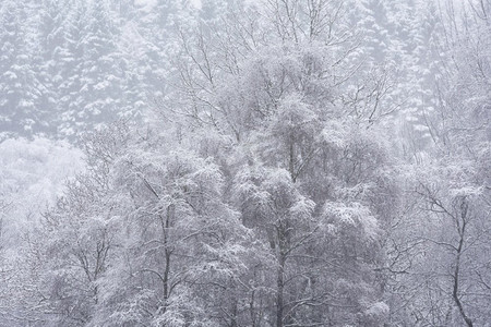 苏格兰洛蒙德湖沿岸冬季降雪期间被积雪覆盖的树木的美丽简单风景图像
